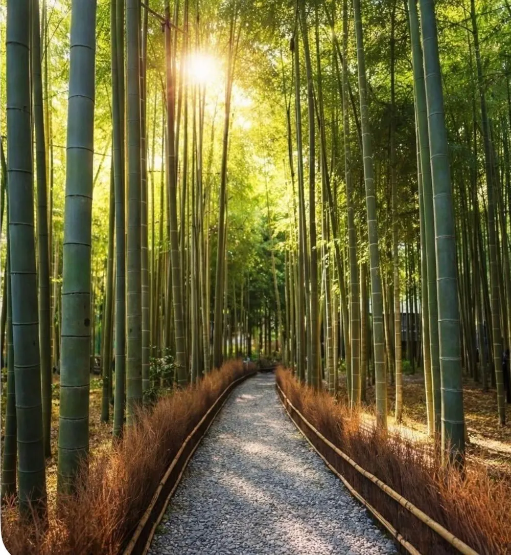 Chemin de lumière dans une forêt de bambous — séance de sophrologie